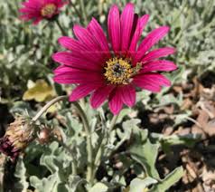 Arctotis Spp. ‘Plum’ (African Daisy)