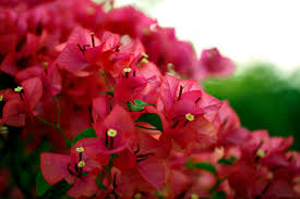 Bougainvillea Glabra ‘Klong Fire’ (Bougainvillea)