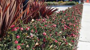 Grevillea 'Mount Tamboritha'