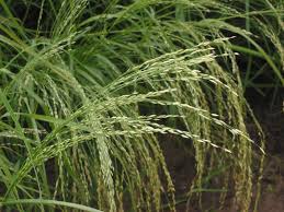 Eragrostis Banthamii (Bantham Lovegrass)