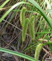 Carex Fascicularis (Tassel Sedge)