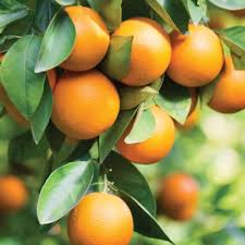 Citrus Sinensis ‘Winter Sunrise’ (Orange)