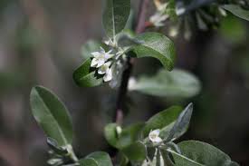 Elaeagnus umbellata var. rotundifolia (Elaeagnus rotundifolia)