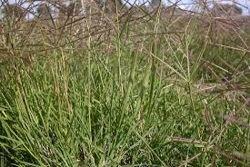 Chloris Truncata (Windmill Grass)