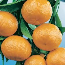 Citrus Sinensis ‘Winter Sunrise’ (Orange)