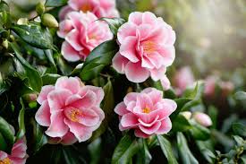 Camellia Sasanqua ‘Something Special’ (Sasanqua Camellia)