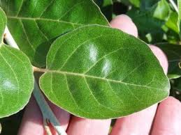 Elaeagnus umbellata var. rotundifolia (Elaeagnus rotundifolia)