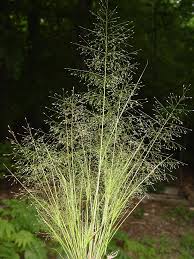 Eragrostis Banthamii (Bantham Lovegrass)