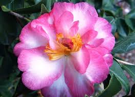 Camellia Sasanqua ‘Something Special’ (Sasanqua Camellia)
