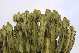 Euphorbia Ammak (Candelabra Spurge)