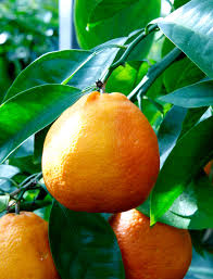 Citrus X ‘Minneola’ (Tangello)
