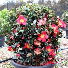 Camellia Sasanqua ‘Yuletide’ (Sasanqua Camellia)
