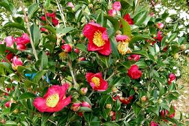 Camellia Sasanqua ‘Yuletide’ (Sasanqua Camellia)