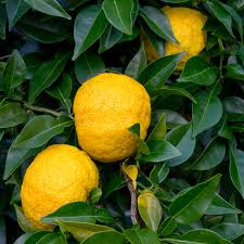 Citrus Junos (Yuzu) Grafted