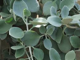 Kalanchoe Hildebrandtii (Silver Spoon)