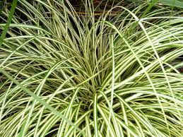 Carex Oshimensis ‘Evergold’ (Japanese Sedge)