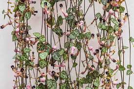 Ceropegia Woodii (String/Chain Of Hearts)