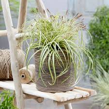 Carex Oshimensis ‘Evergold’ (Japanese Sedge)