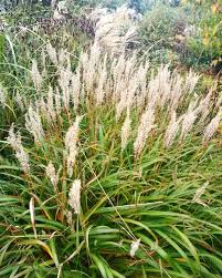 Miscanthus Oligostachyus ‘Eileen Quinn’ ( Maiden Grass )