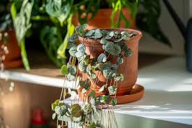 Ceropegia Woodii (String/Chain Of Hearts)