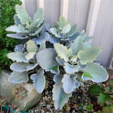 Kalanchoe Beharensis (Oakleaf)