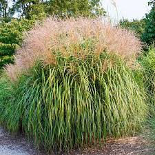 Miscanthus Oligostachyus ‘Eileen Quinn’ ( Maiden Grass )