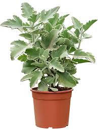 Kalanchoe Beharensis (Oakleaf)