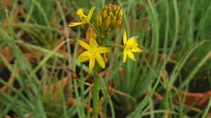 Bulbine bulbosa (Bulbine Lily / Golden Lily)