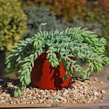 Sedum Morganianum (Donkey Tails)