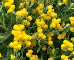 Chrysocephalum Apiculatum (Mallee Buttons)