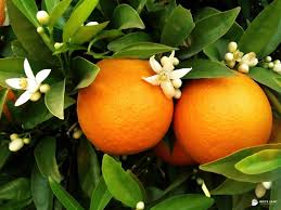 Citrus Sinensis ‘Navelina Dwarf’ (Orange) Grafted