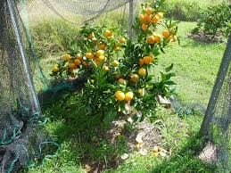 Citrus Unshiu ‘Robbie Engalls Seedless’ (Mandarin) Grafted