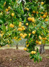 Citrus Limon ‘Meyer’ (Lemon)