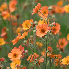 Geum 'Totally Tangerine' (Totally Tangerine Avens)
