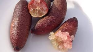Citrus Australasica (Finger Lime)