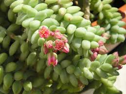 Sedum Morganianum (Donkey Tails)