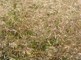 Lachnagrostis Billardieri (River Tussock Grass)