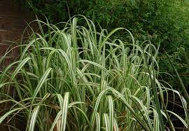 Miscanthus Sinensis ‘Cabaret’