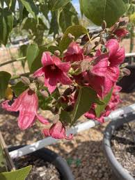 Brachychiton ‘Db01’ (Magenta Bells)