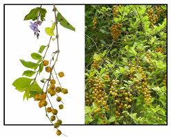 Duranta Erecta ‘China Girl’ (Golden Dewdrop)