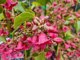 Brachychiton ‘Db01’ (Magenta Bells)
