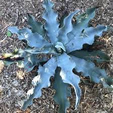 Agave Gypsophila ‘Blue Curl’ (Blue Curl Agave)