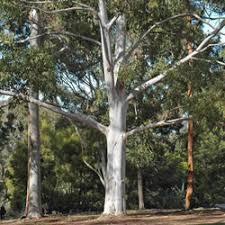 Eucalyptus saligna (Sydney Blue Gum)