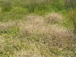 Lachnagrostis Billardieri (River Tussock Grass)