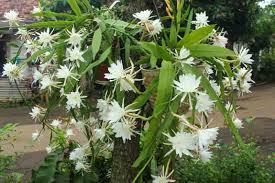 Epiphyllum Oxypetalum (Night Blooming Cereus / Dutchmans Pipe)