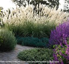 Miscanthus Sinensis 'Hiawatha' (Maiden Grass Hiawatha)