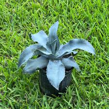 Agave Gypsophila ‘Blue Curl’ (Blue Curl Agave)