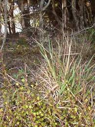Lachnagrostis Billardieri (River Tussock Grass)