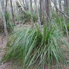 Gahnia clarkei (Tall Sawsedge)
