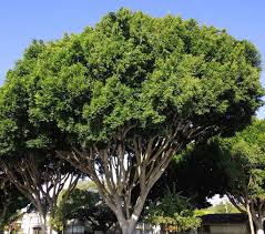 Ficus Microcarpa ‘Hillii’ Pleached (Indian Laurel Fig)